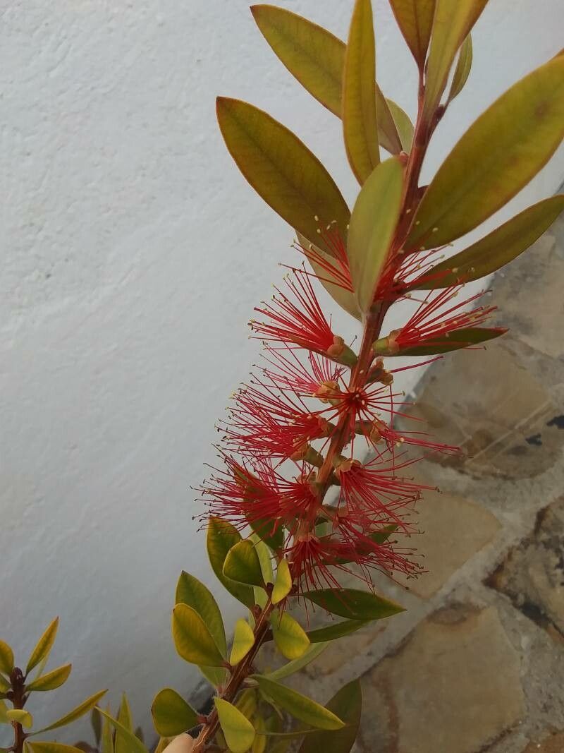 Melaleuca rugulosa flower