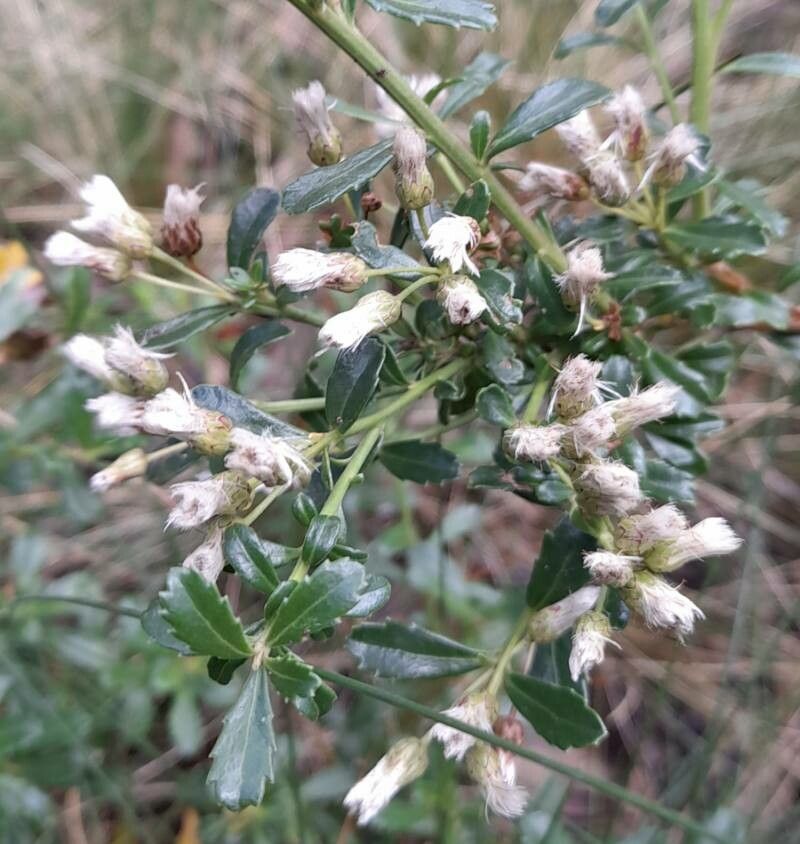 Baccharis neaei fruit