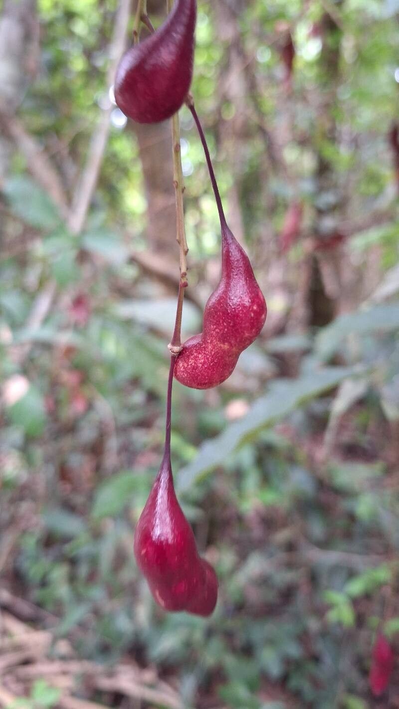Morisonia frondosa fruit