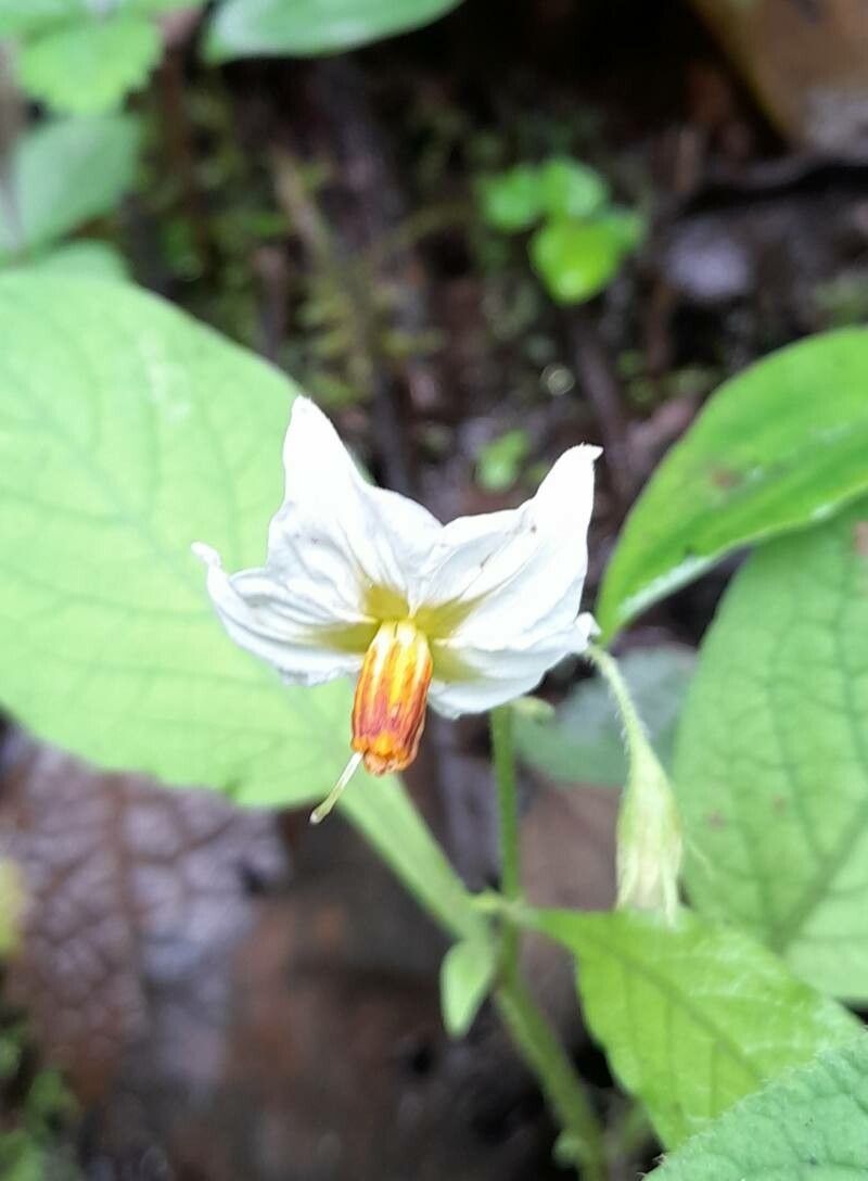 Solanum palitans flower