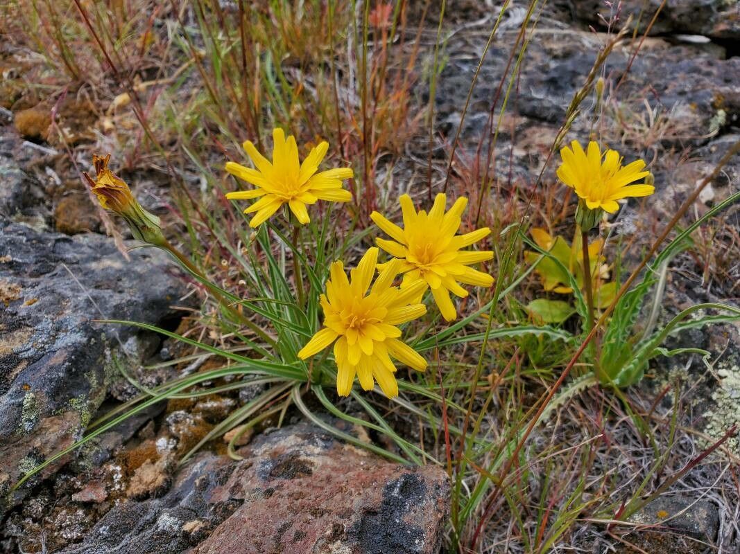 Agoseris glauca — related species from the same genus
