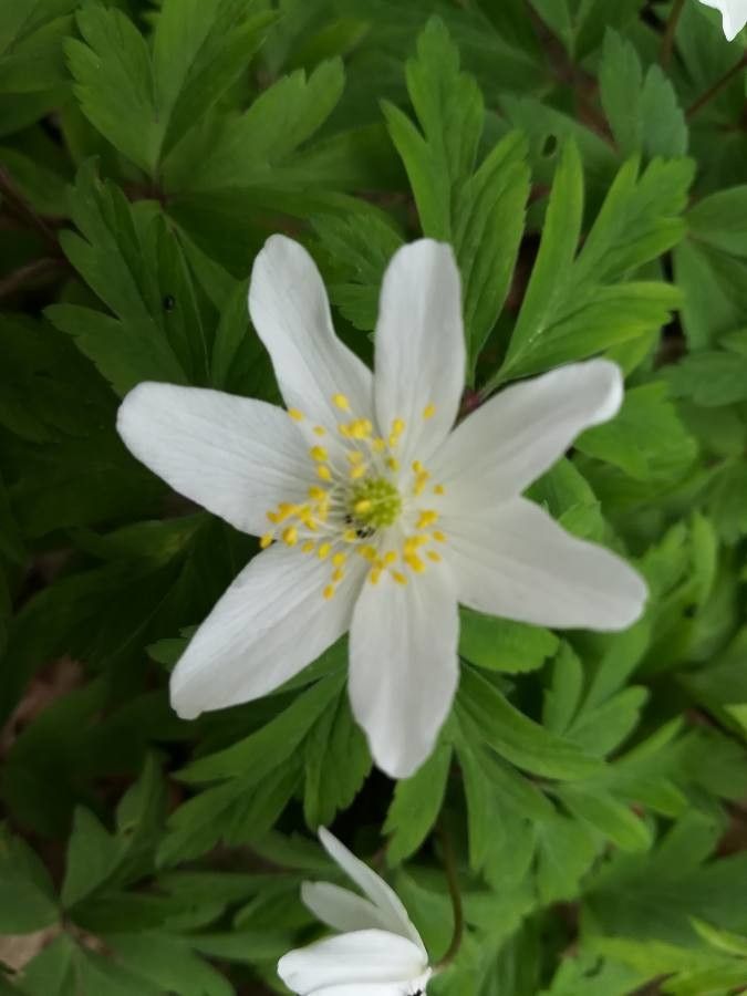 Anemone quinquefolia flower