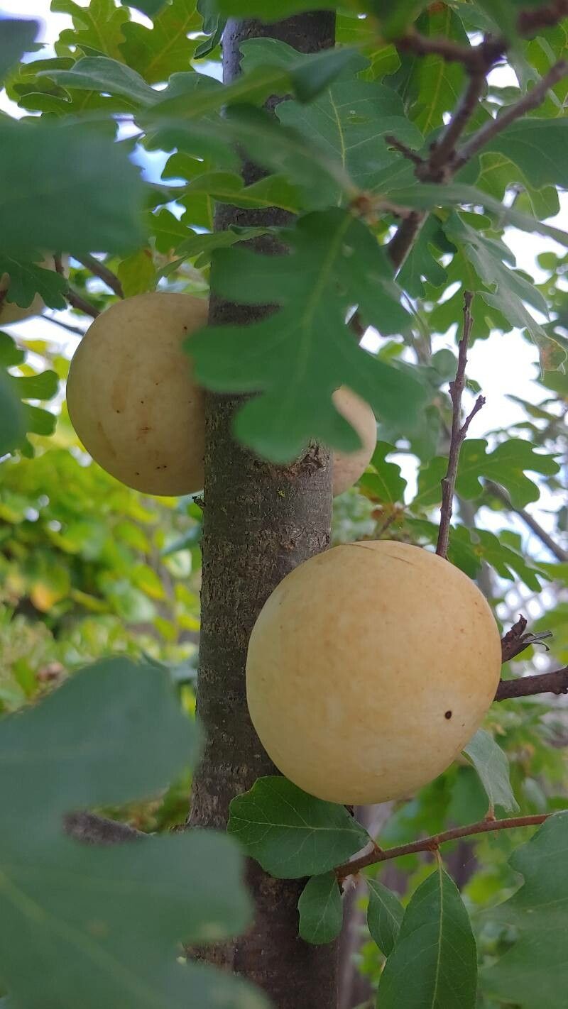 Quercus gambelii fruit