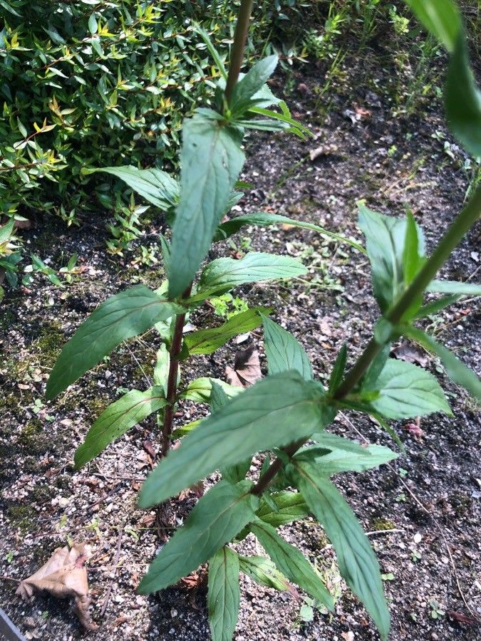 Acanthorrhinum rivas-martinezii — related species from the same genus