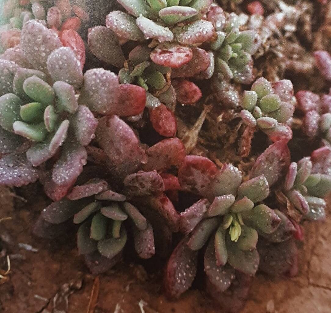 Cistanthe arancioana — related species from the same genus