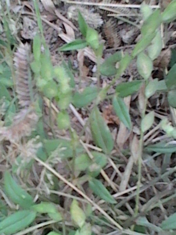 Zornia glochidiata — houseplant care guide