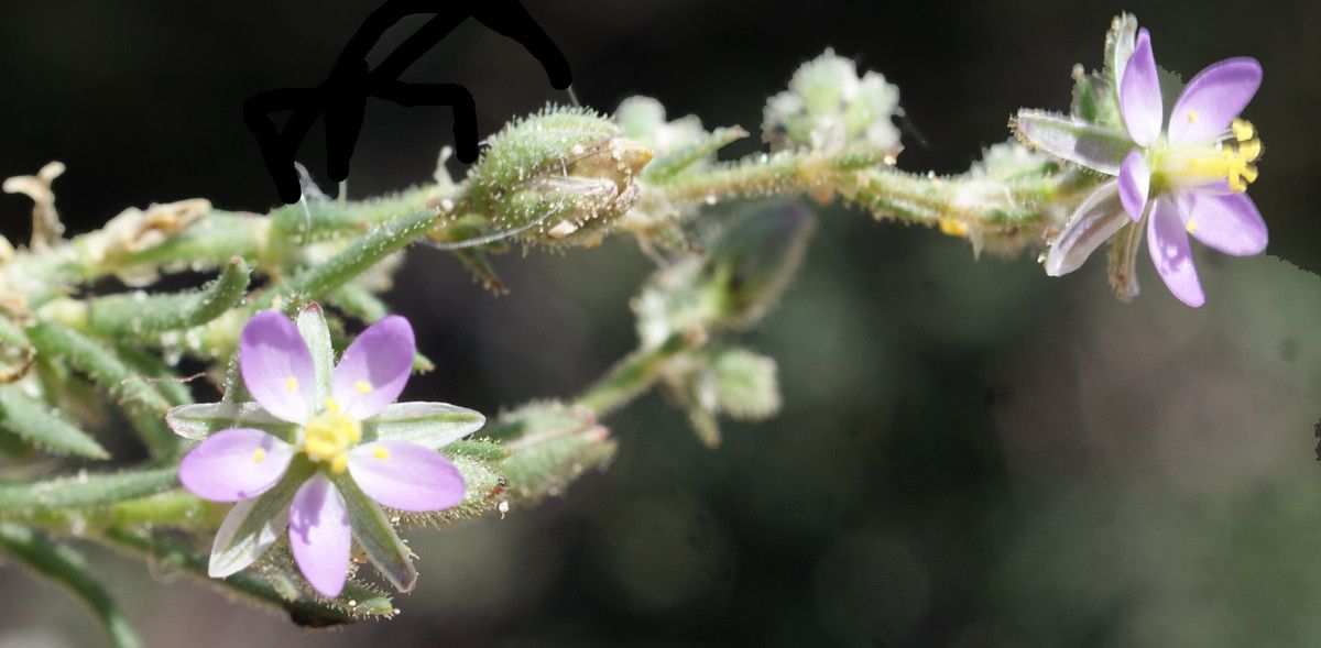 Spergula nicaeensis leaf