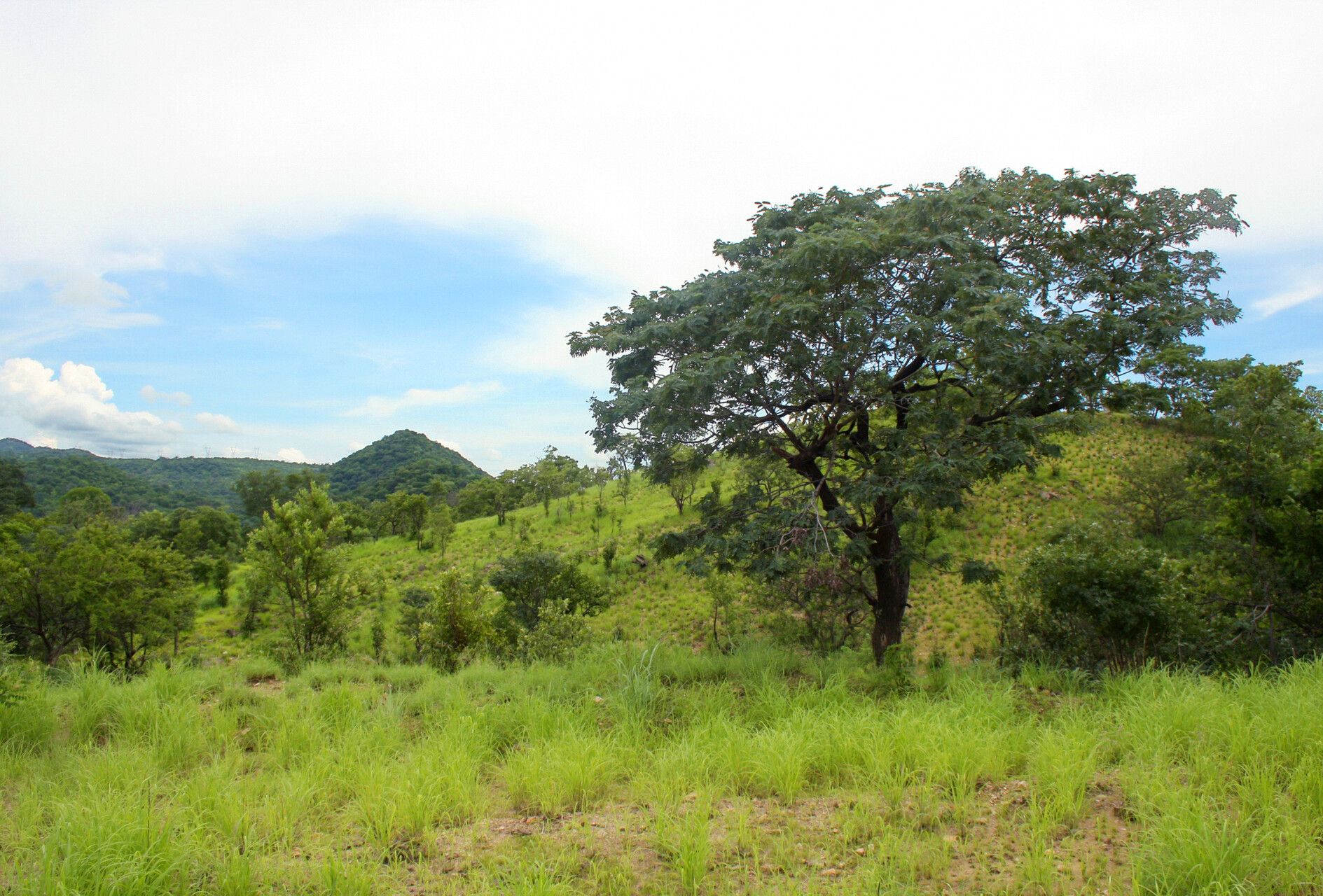 Brachystegia allenii habit