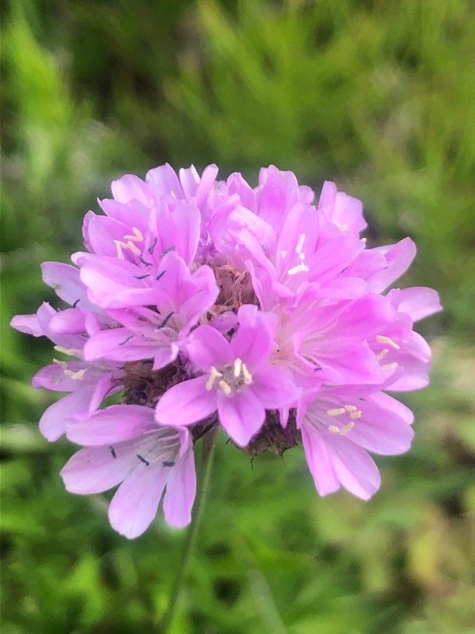 Armeria cantabrica flower