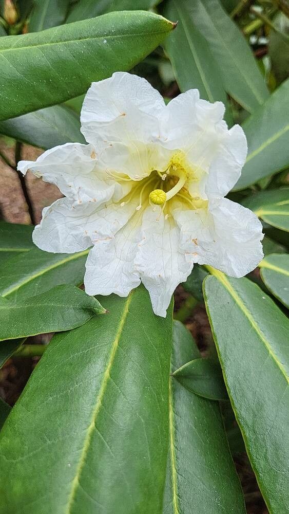 Rhododendron magniflorum flower