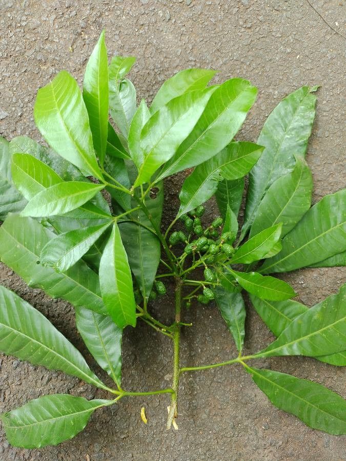 Trichilia claussenii other