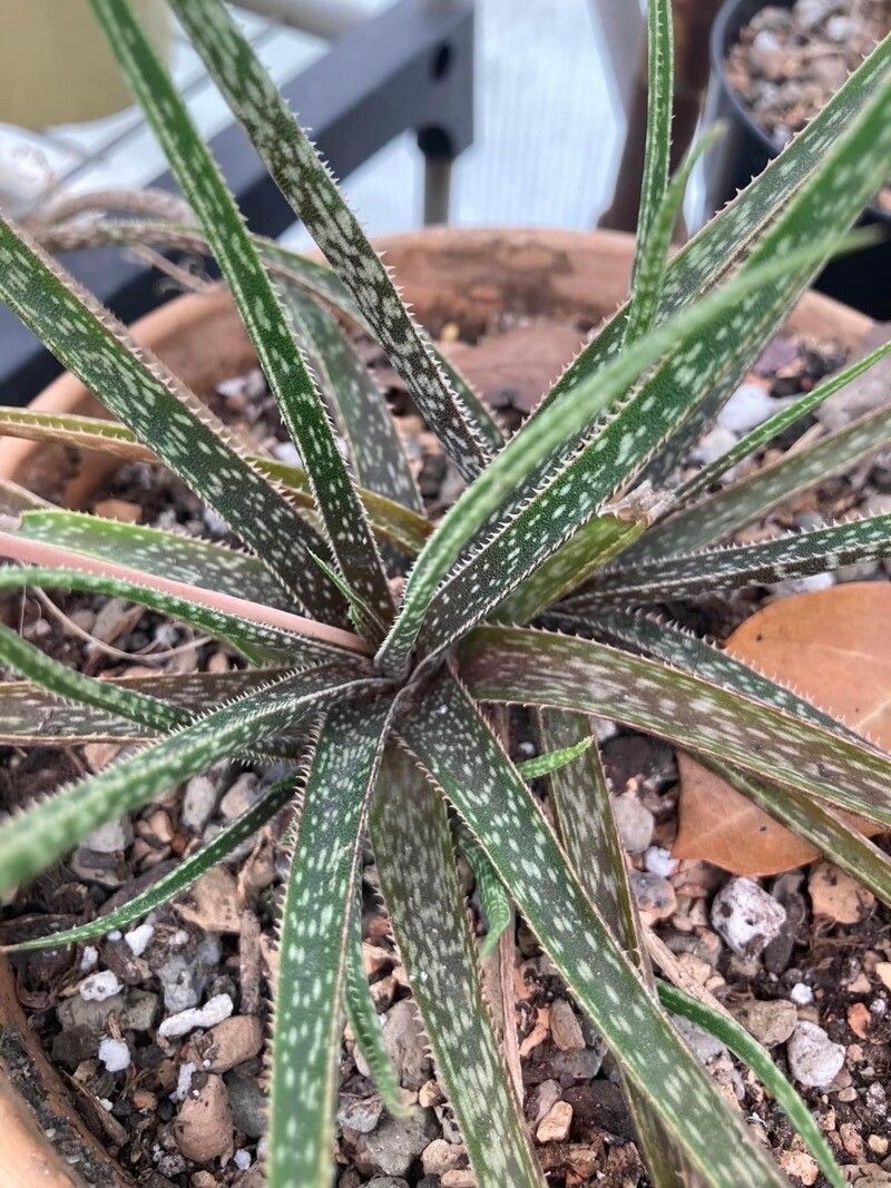 Aloe perrieri — houseplant care guide
