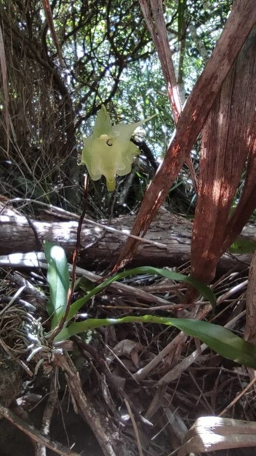 Aeranthes arachnitis flower