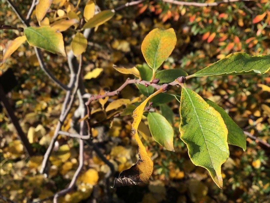 Salix cantabrica — houseplant care guide