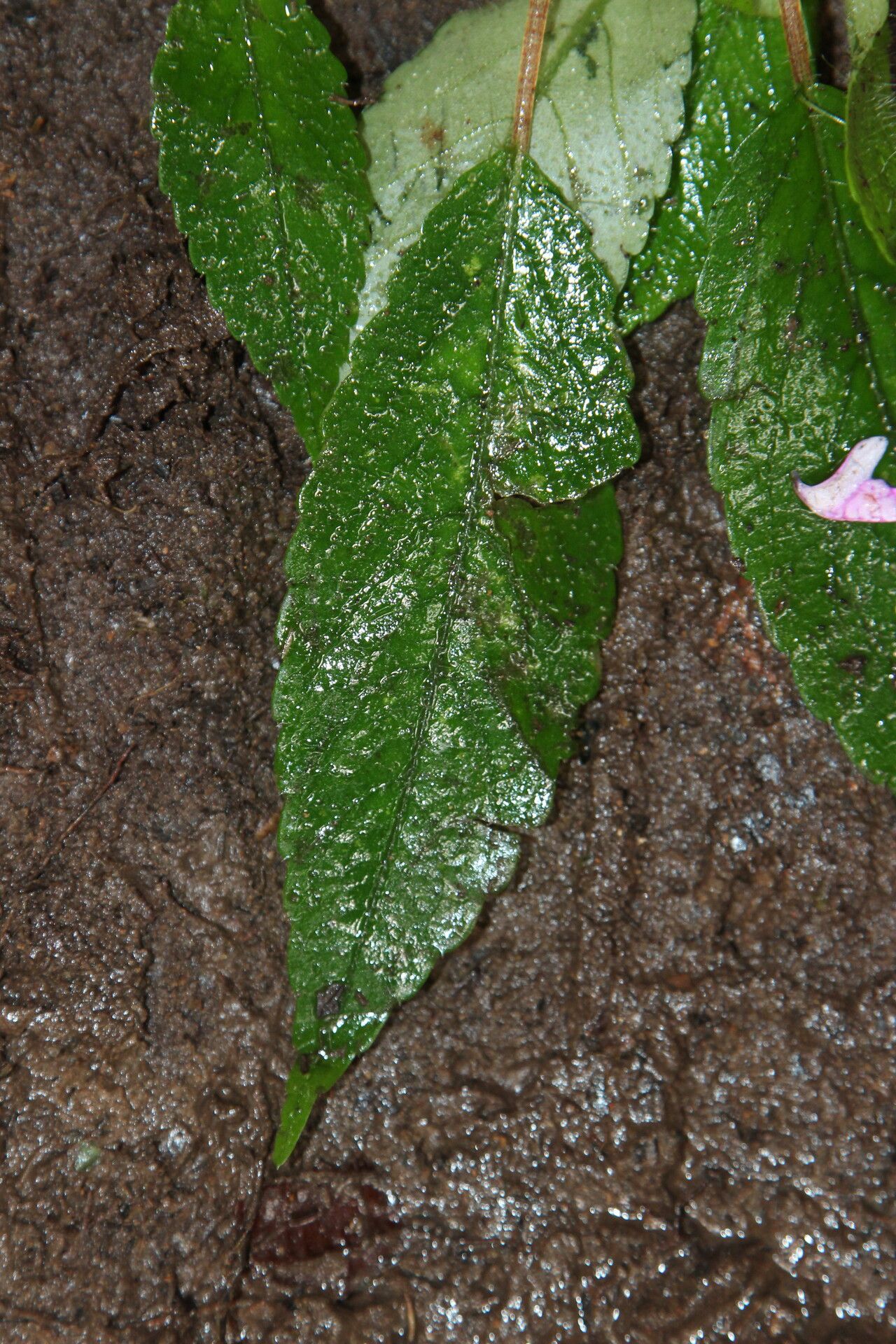 Impatiens kamerunensis — houseplant care guide