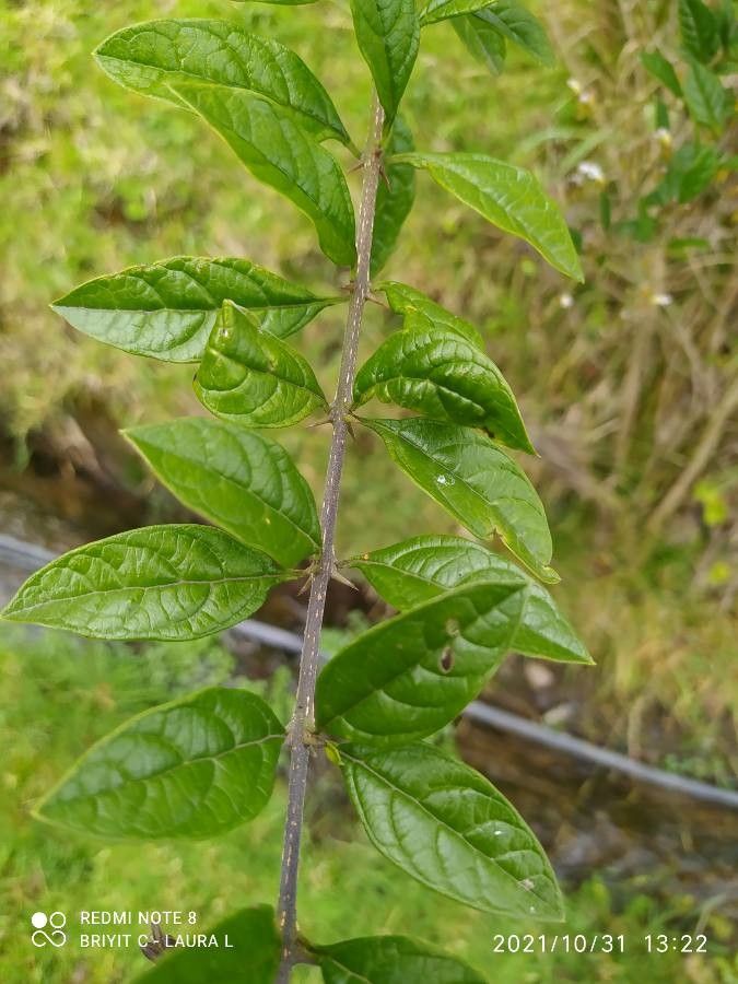 Duranta mutisii habit