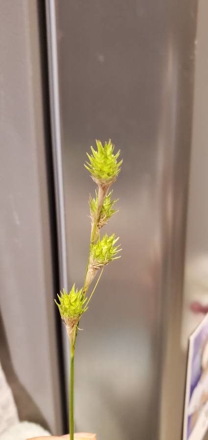 Carex albolutescens bark