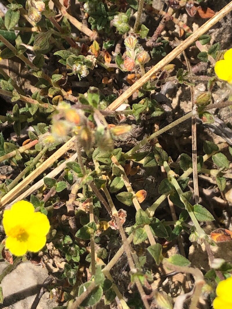 Helianthemum marifolium leaf
