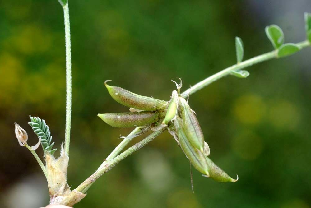 Astragalus depressus fruit
