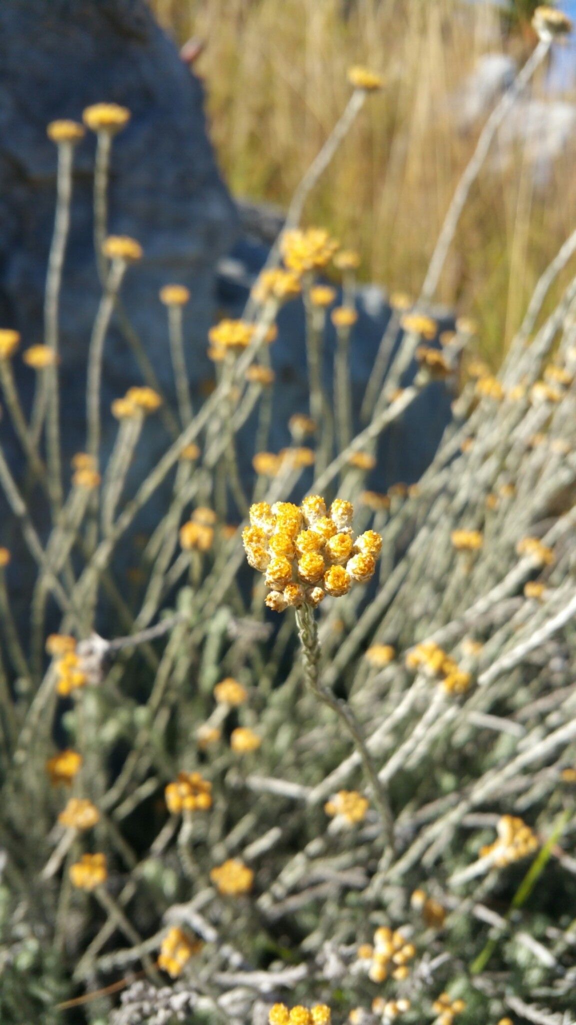 Helichrysum lecomtei — search result for 'Helichrysum'