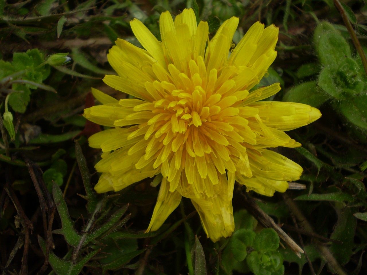Taraxacum multidentatum flower