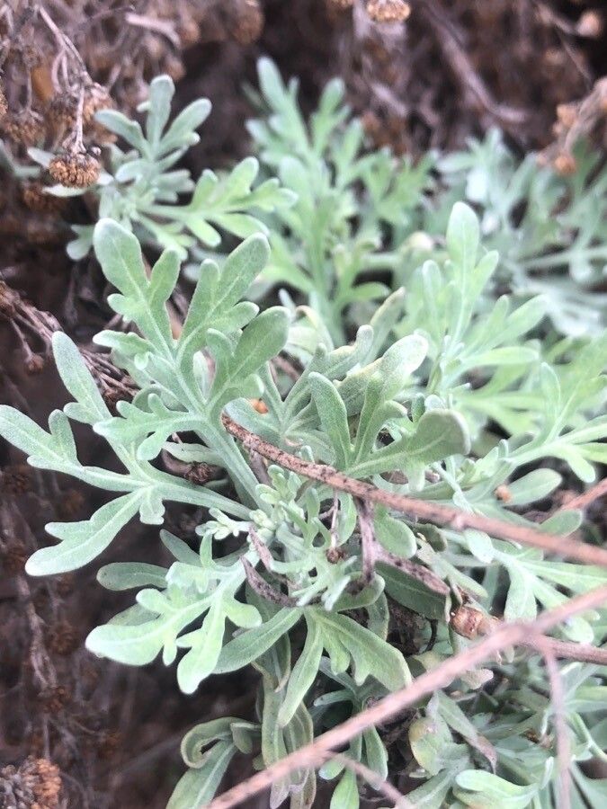 Artemisia thuscula — search result for 'Artemisia'