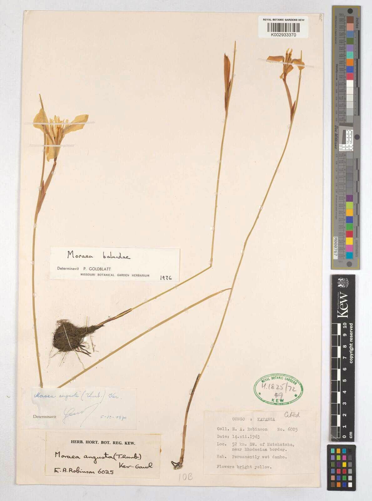 Moraea balundana — related species from the same genus