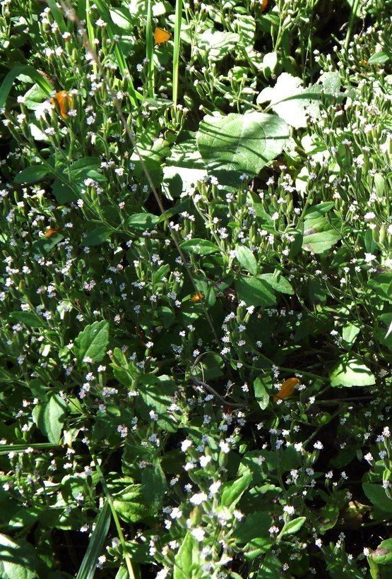 Stevia micrantha habit