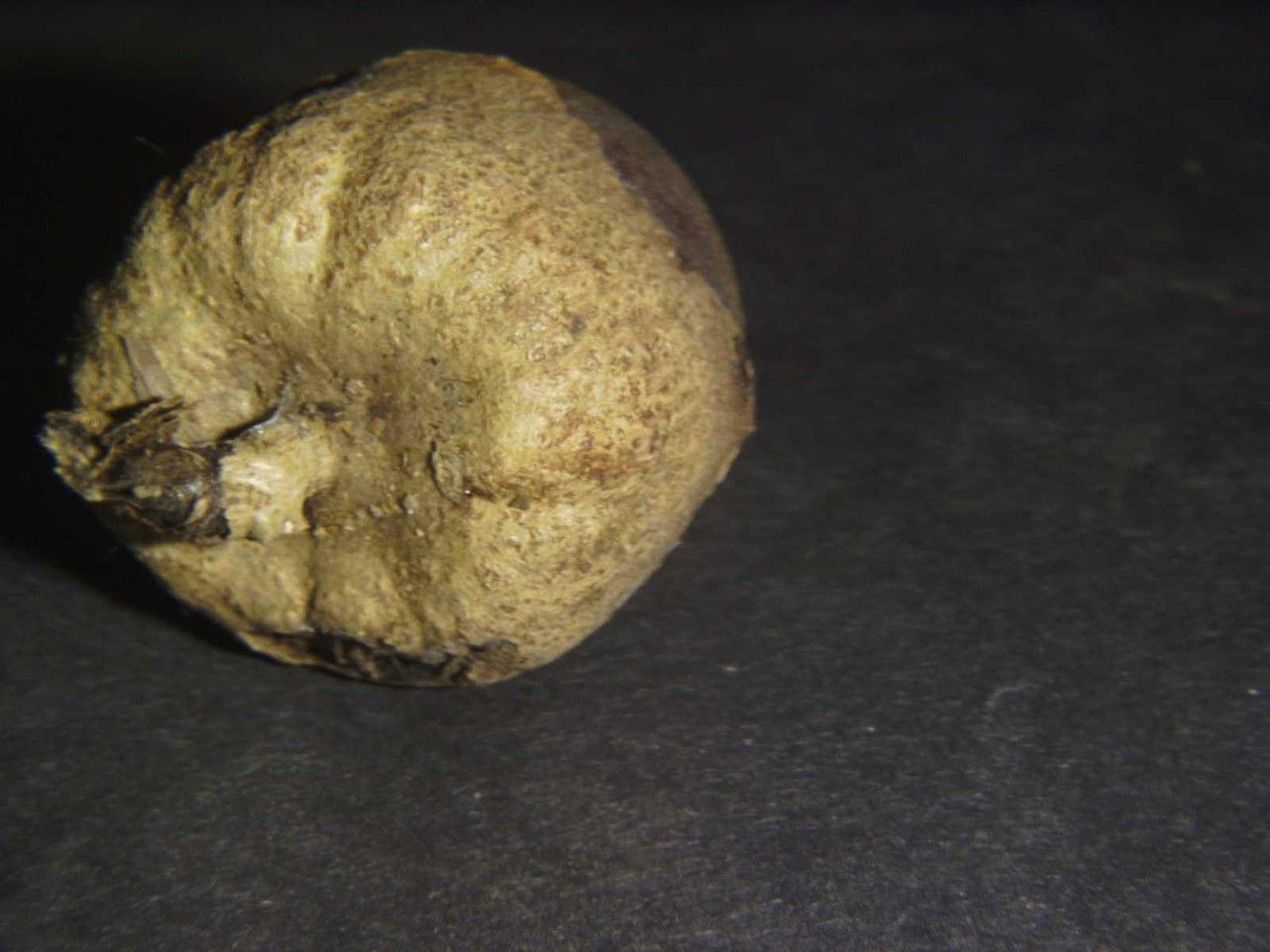 Aegiphila quararibeana other