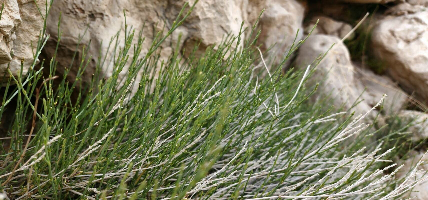 Thesium compressum bark