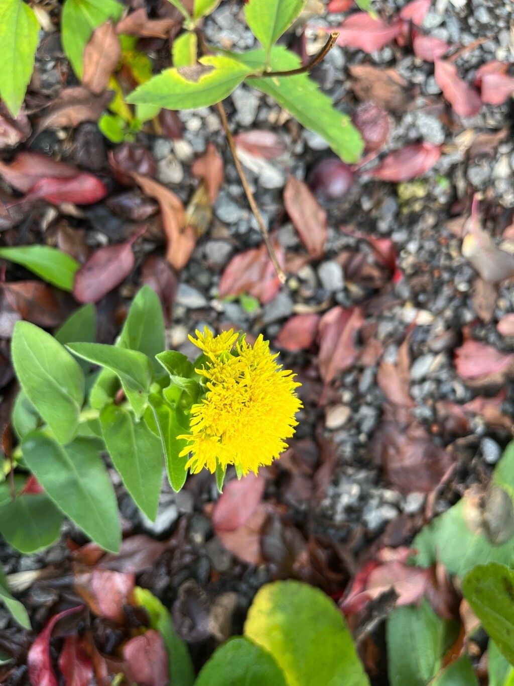 Solidago rigida flower