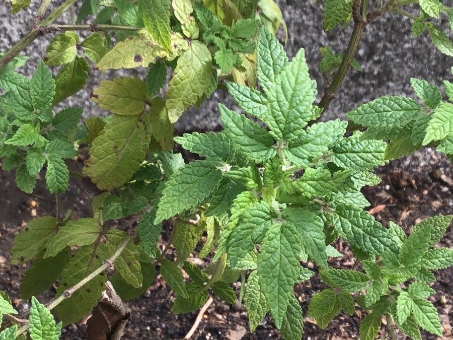 Cedronella canariensis