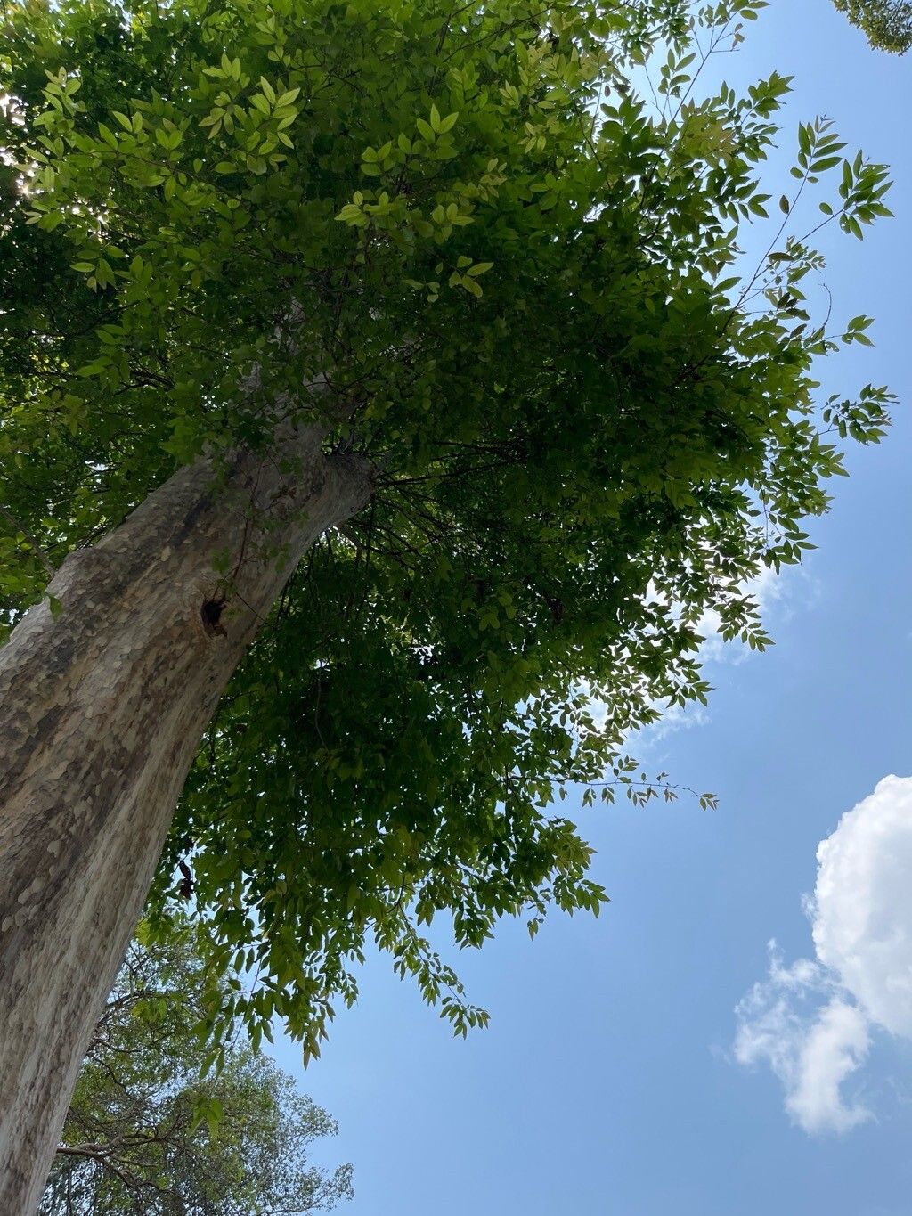 Lagerstroemia calyculata leaf