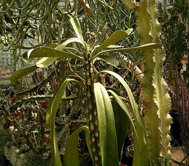 Euphorbia drupifera — houseplant care guide