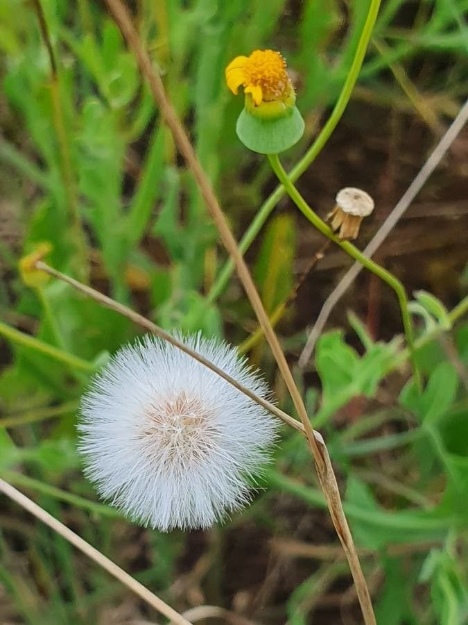 Emilia discifolia fruit