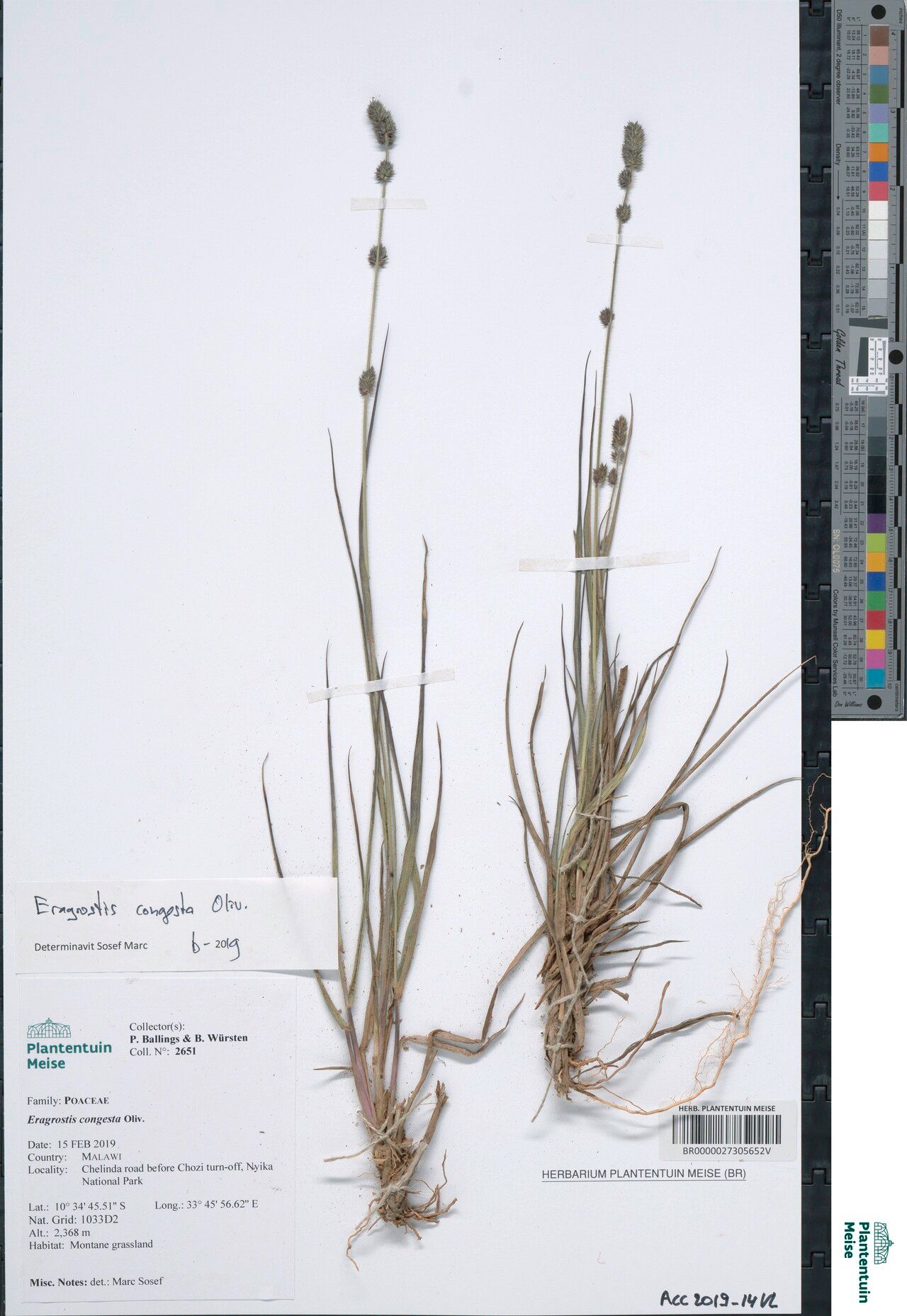Eragrostis congesta — search result for 'Eragrostis'