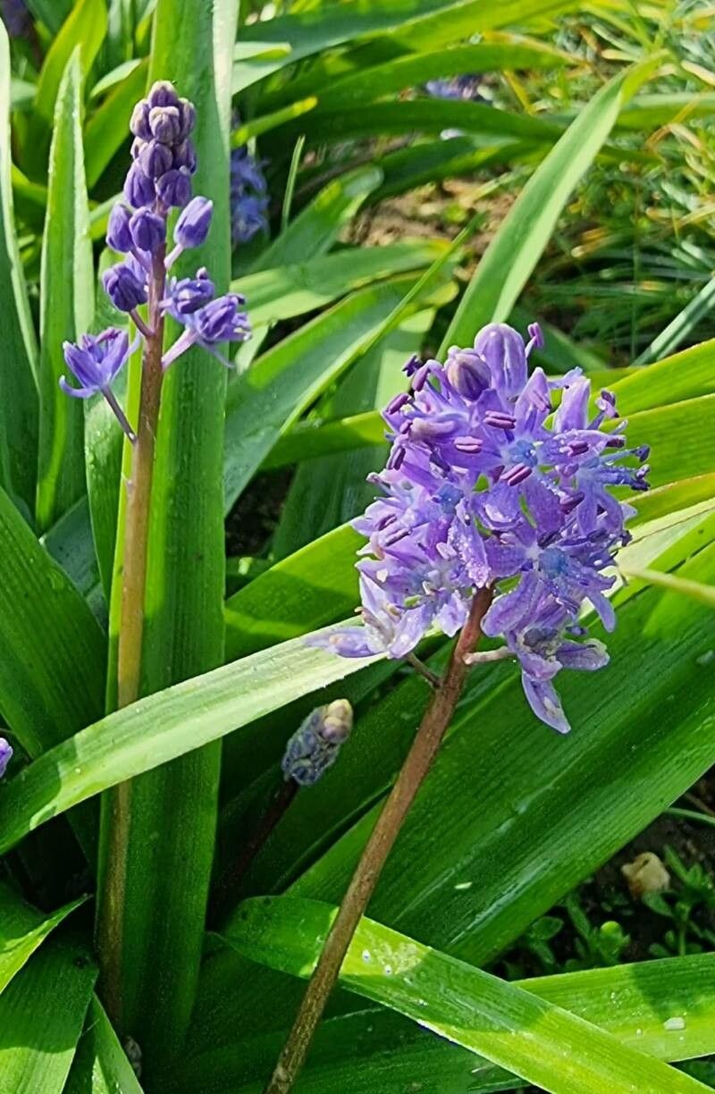 Scilla albanica