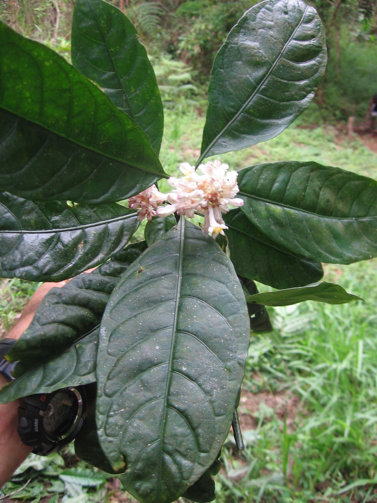 Chassalia discolor flower