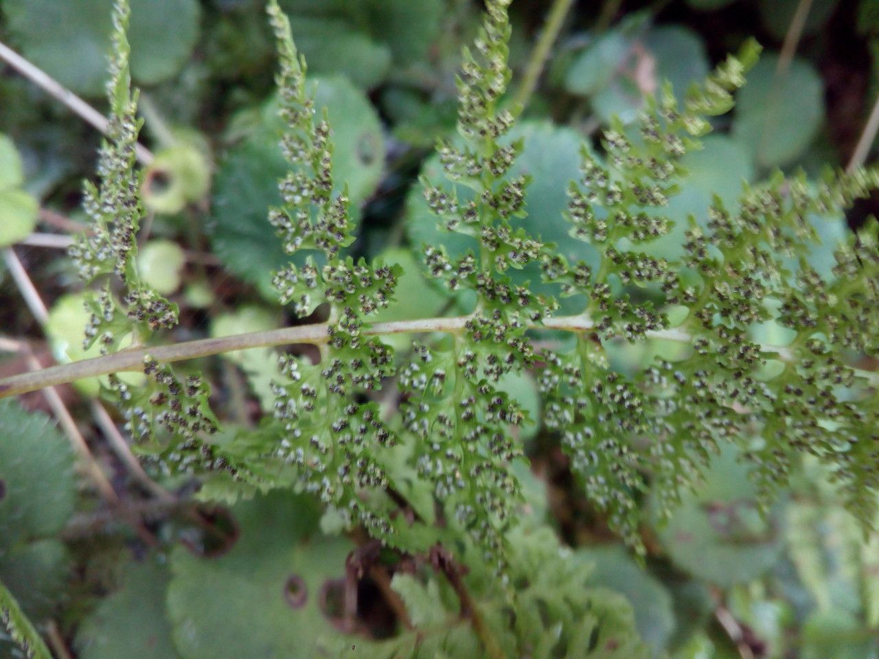 Cystopteris diaphana fruit