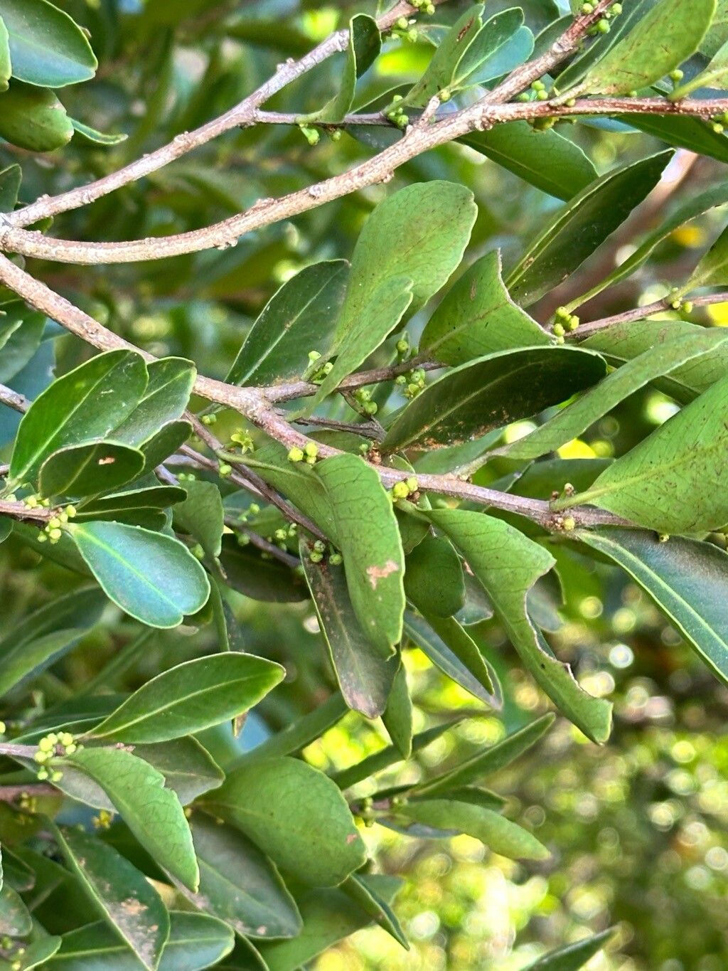 Maytenus segoviarum flower