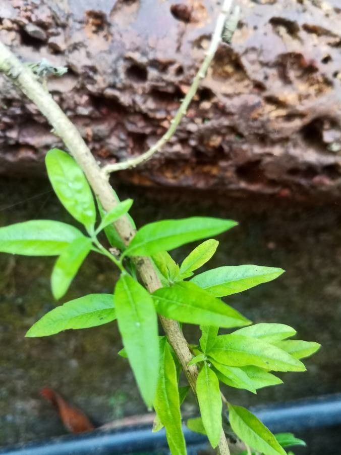 Verbena × argentina — houseplant care guide
