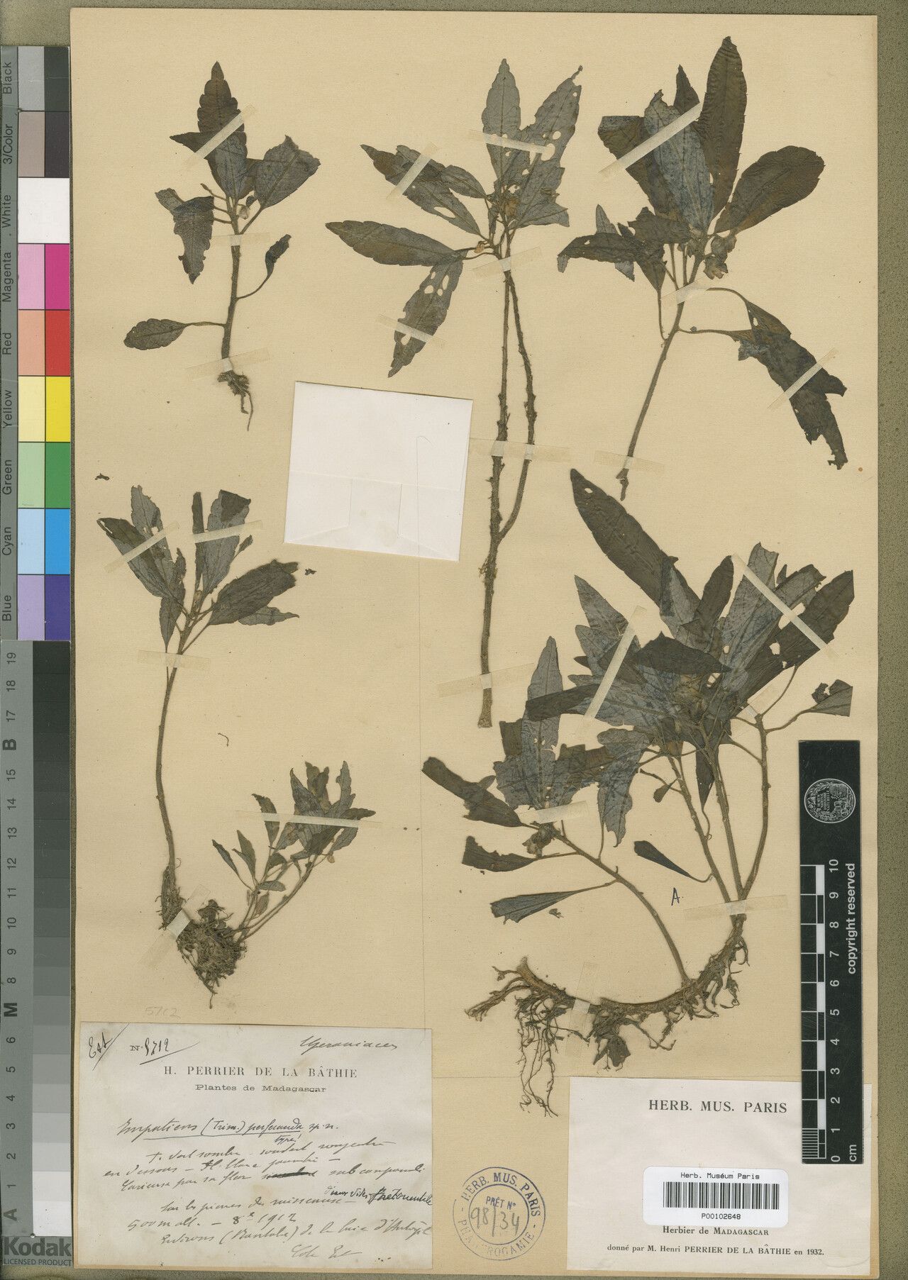 Impatiens perfecunda — houseplant care guide