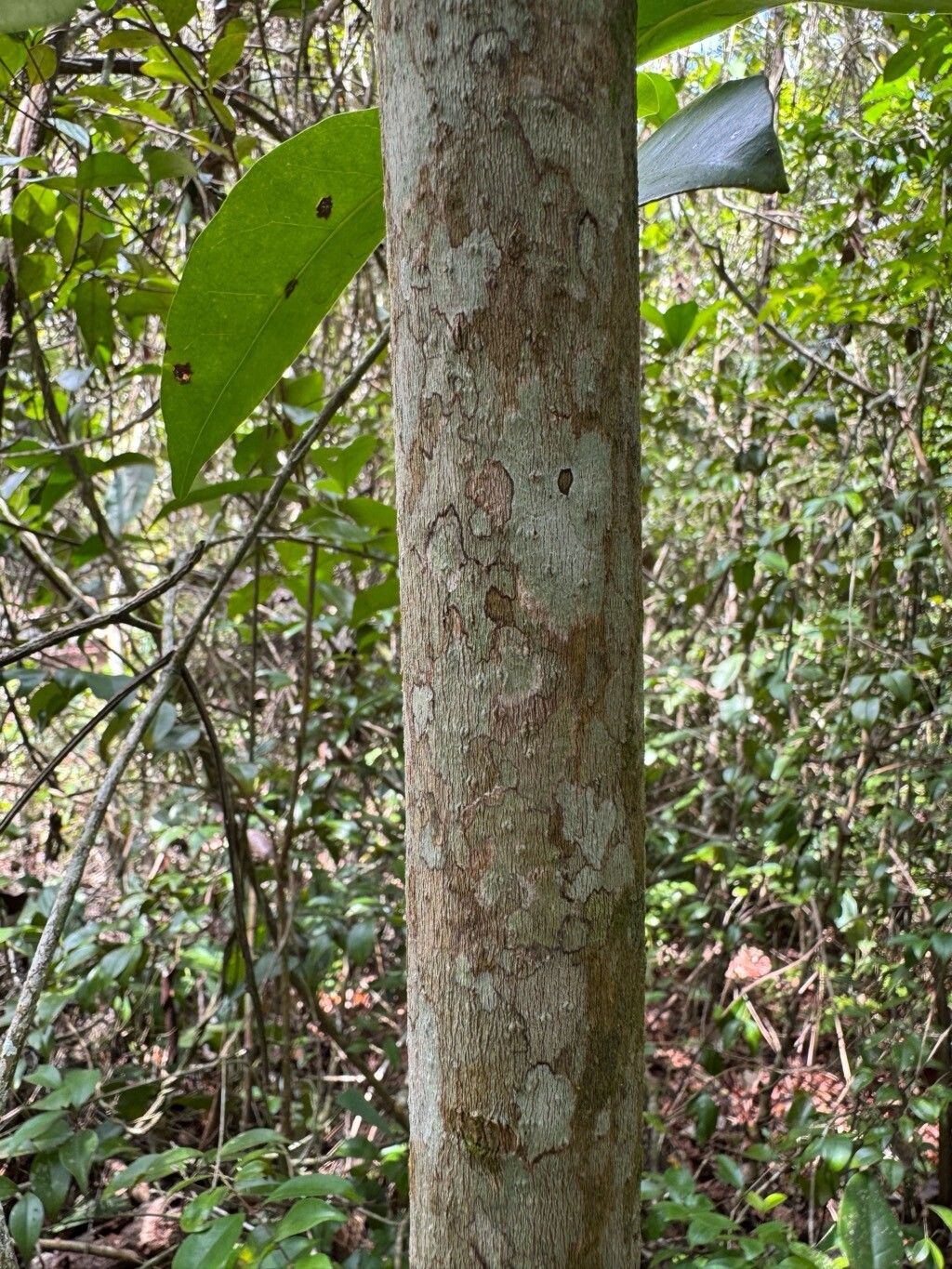 Guapira cuneifolia bark