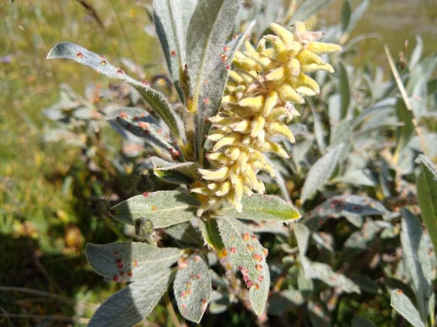 Salix glaucosericea fruit
