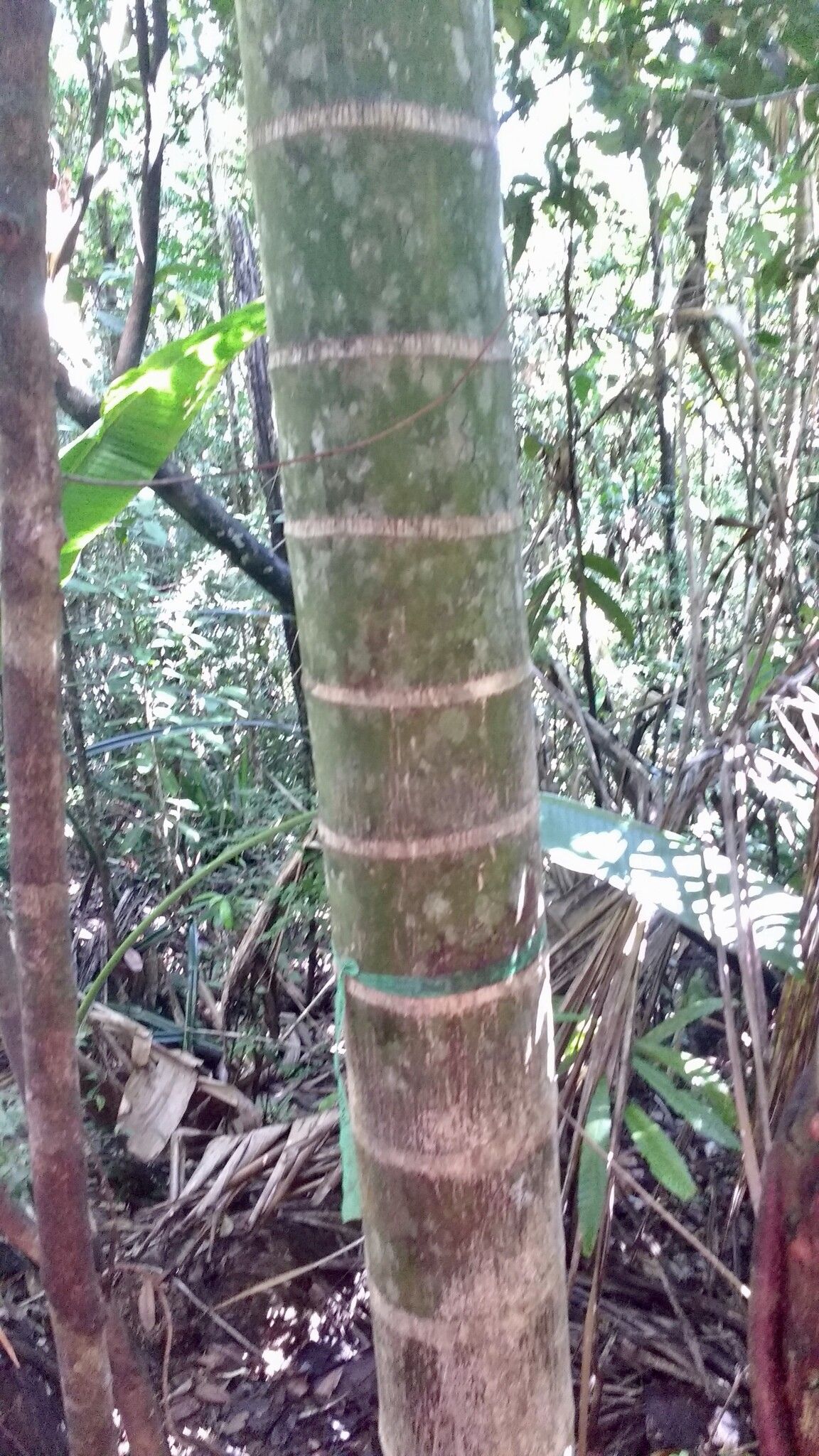 Dypsis hovomantsina bark