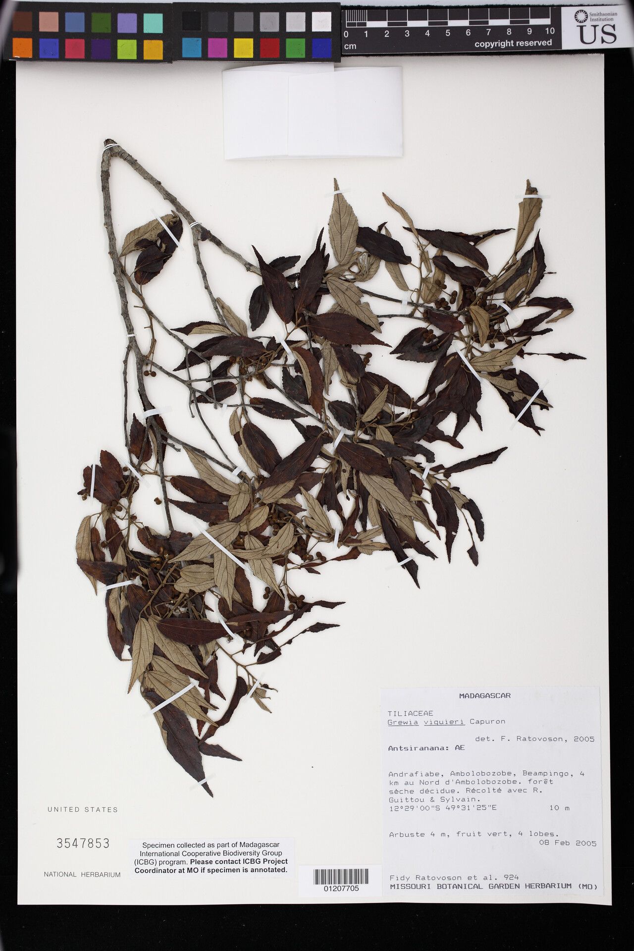 Grewia viguieri — houseplant care guide