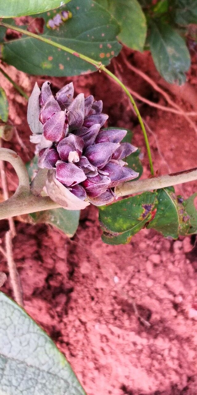 Argyreia acuta flower