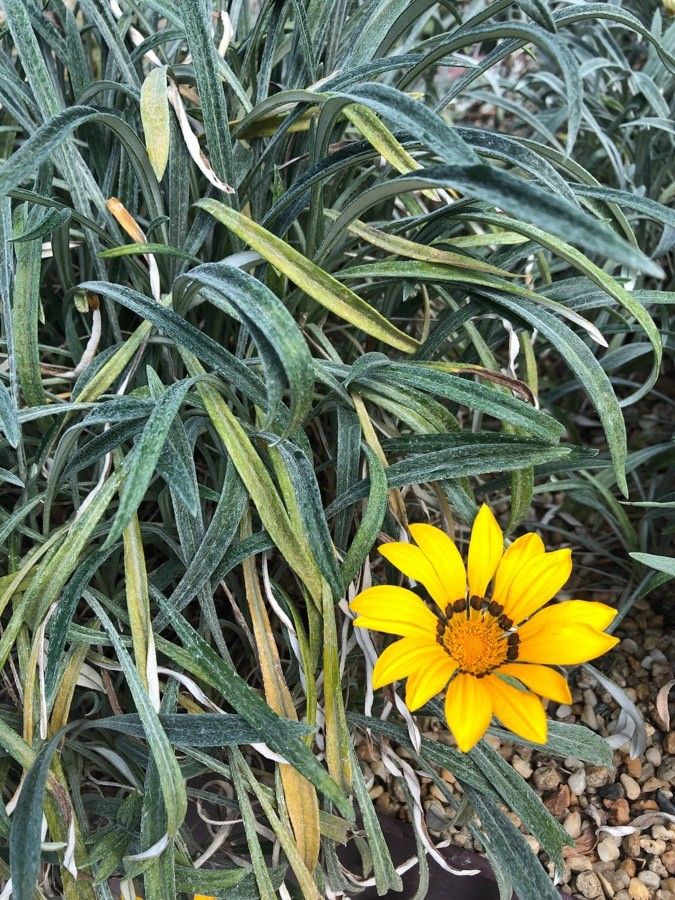 Gazania spp. — search result for 'Gazania'