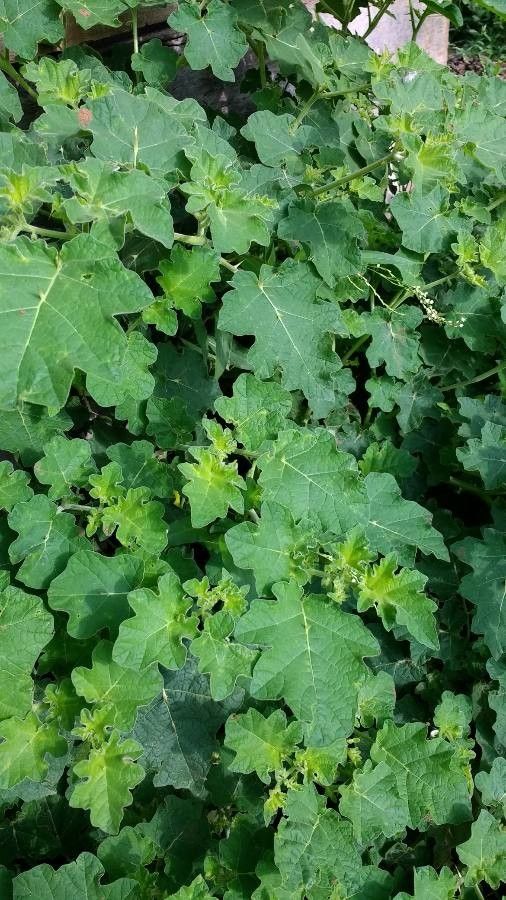 Solanum anguivi leaf