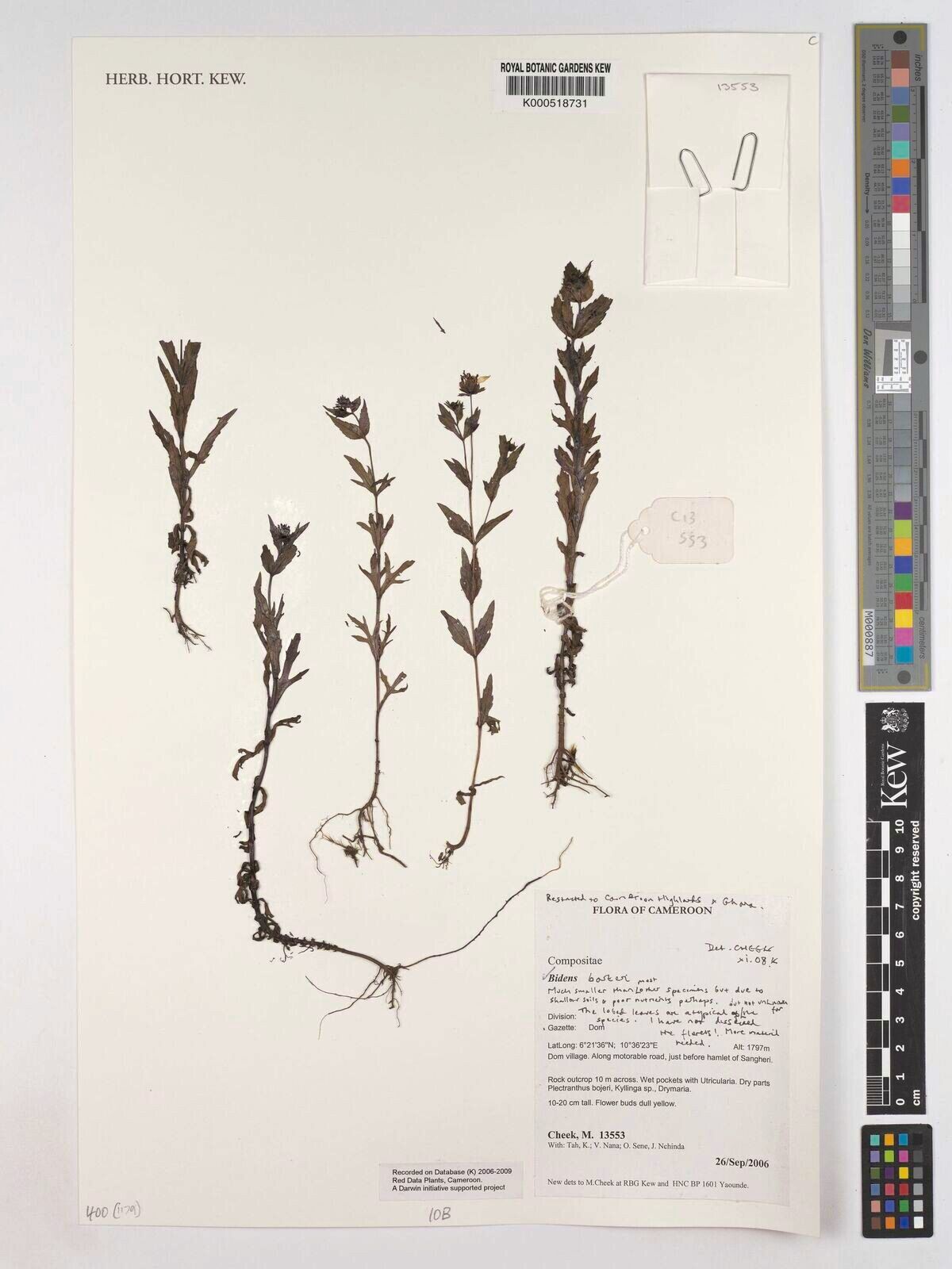 Bidens barteri — search result for 'Bidens'